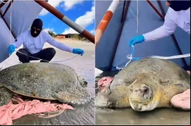 Tartaruga com mais de 100 anos é resgatada em Barra Grande